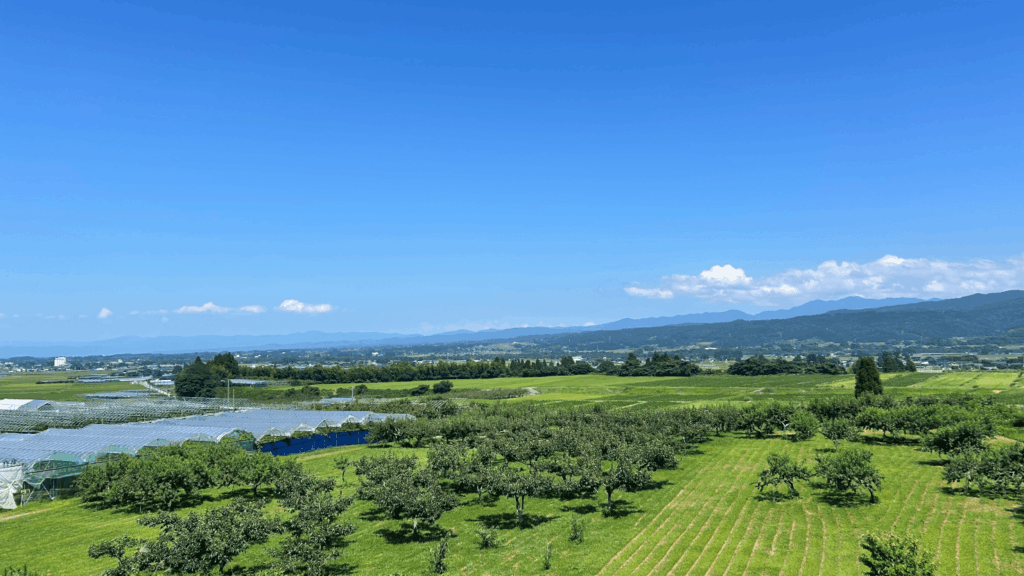 果樹の里・櫛引で育つぶどうたち
